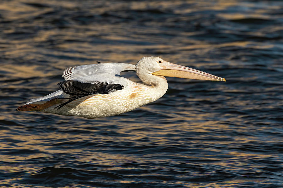 Young Pelican 2016-7 Photograph by Thomas Young