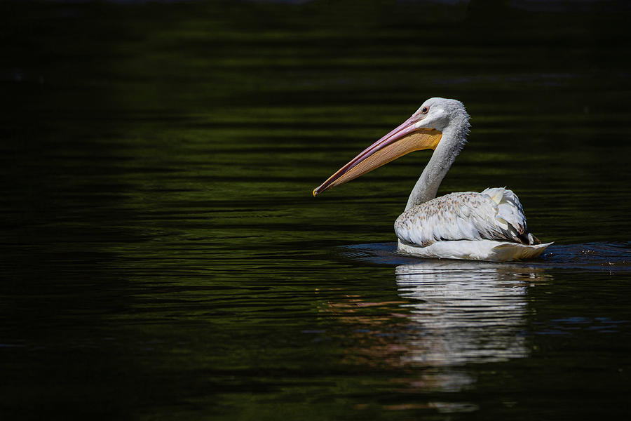 Young Pelican  Photograph by Ray Silva