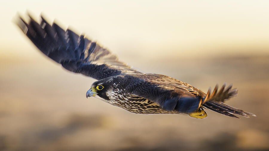Young Peregrine Falcon in Flight with Wings Blurred Photograph by Vicki Jauron, Babylon and Beyond Photography