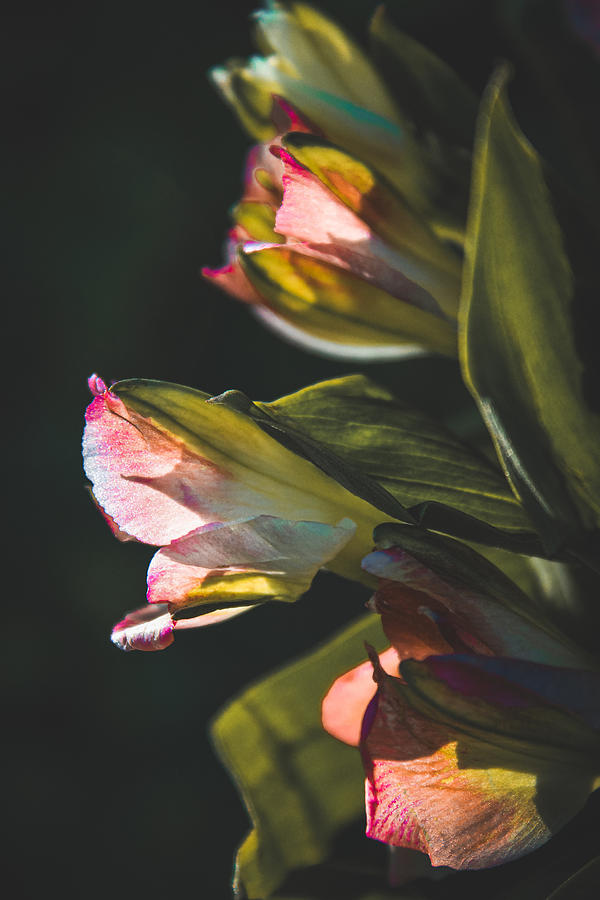 Young Peruvian Lilies Photograph by W Craig Photography