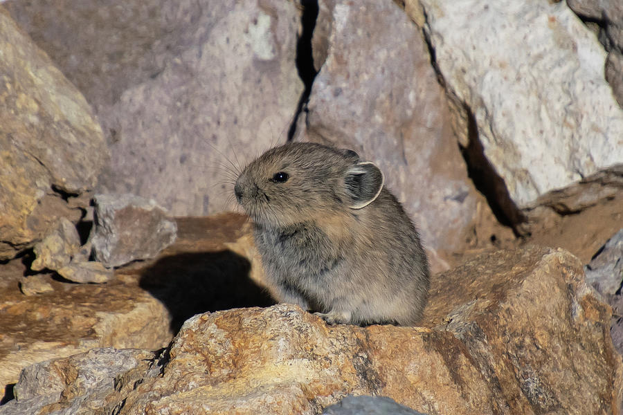 Young Pika in the Sunlight Photograph by Cascade Colors