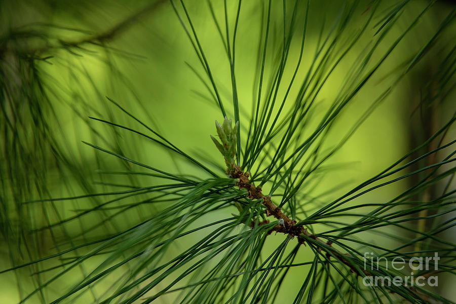 Young Pine Photograph by Mark Triplett