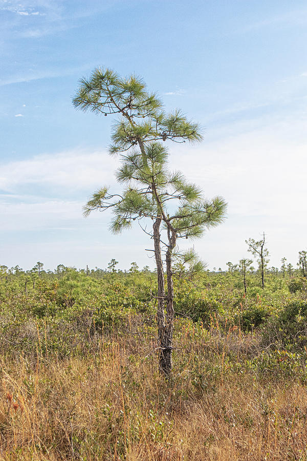 Young Pine Tree in the Croatan National Forest Photograph by Bob Decker