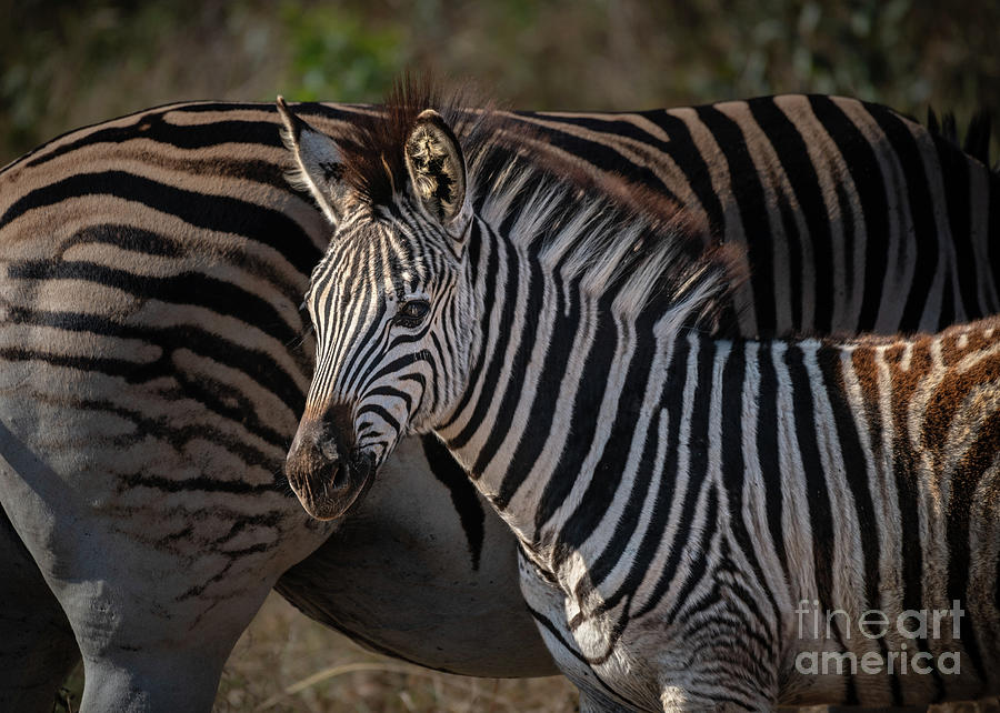 Young Plains Zebra In South Africa Photograph