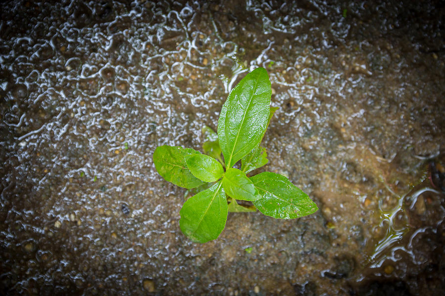 Young plant after rain Photograph by MrJub