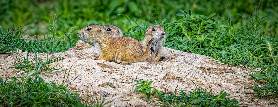 Young Prairie Dogs Photograph by Fred J Lord