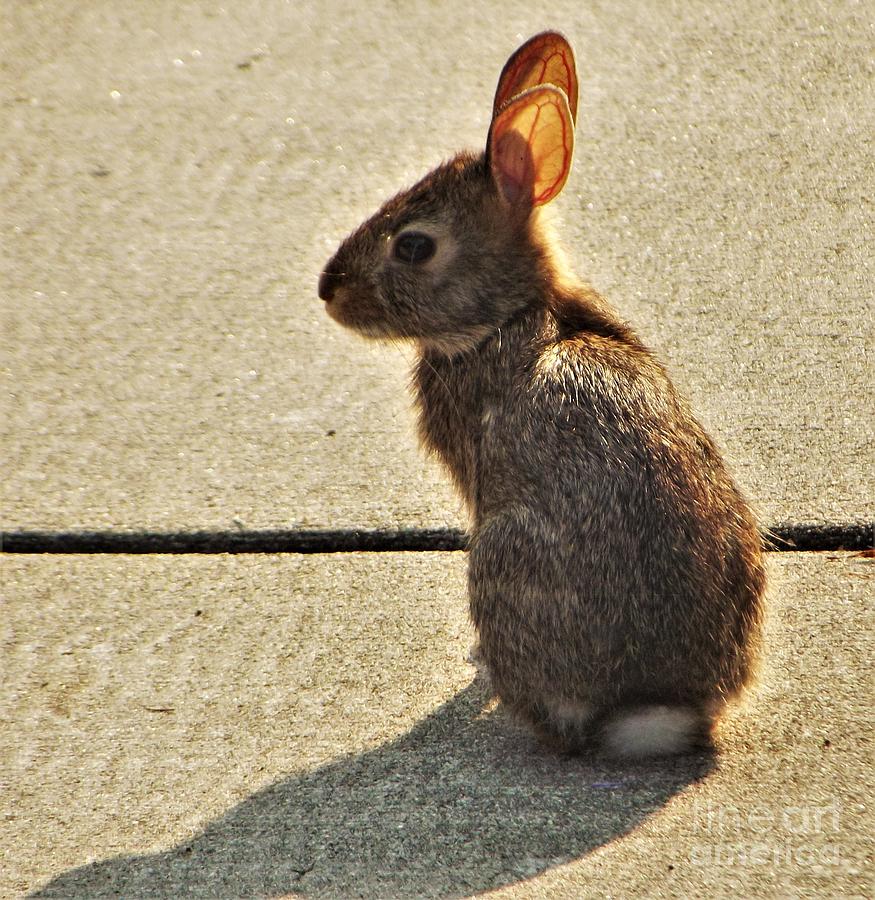 Young Rabbit July Indiana Photograph by Rory Cubel Fine Art America
