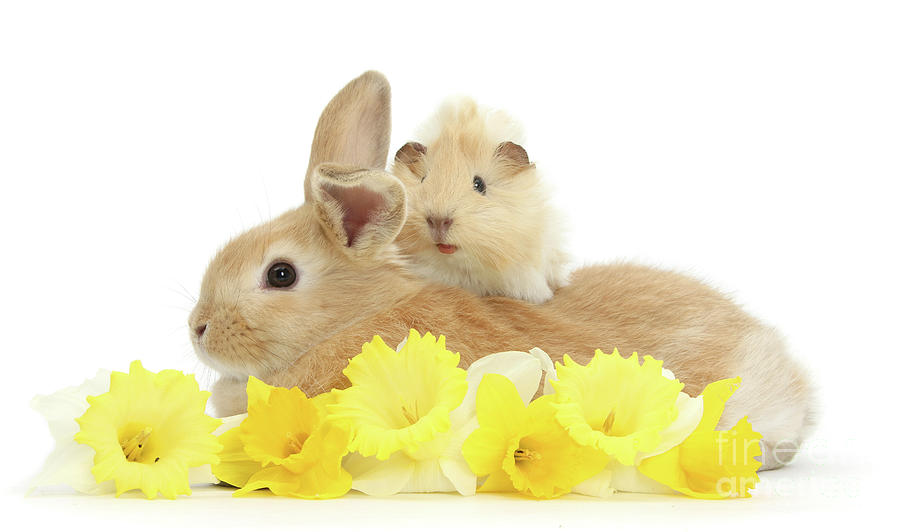 Young rabbit and Guinea pig with daffodils Photograph by Warren Photographic