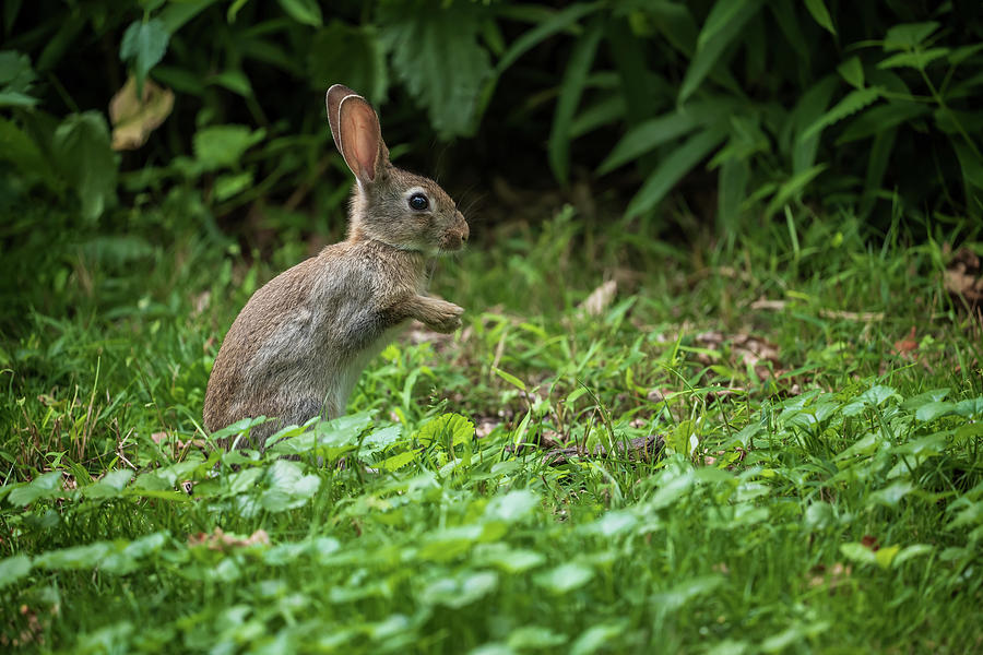 Young Rabbit In The Meadow Photograph by Artur Bogacki