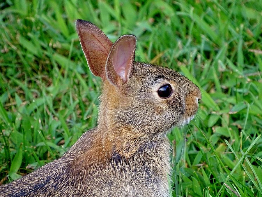 Young Rabbit Photograph by Susan Sam