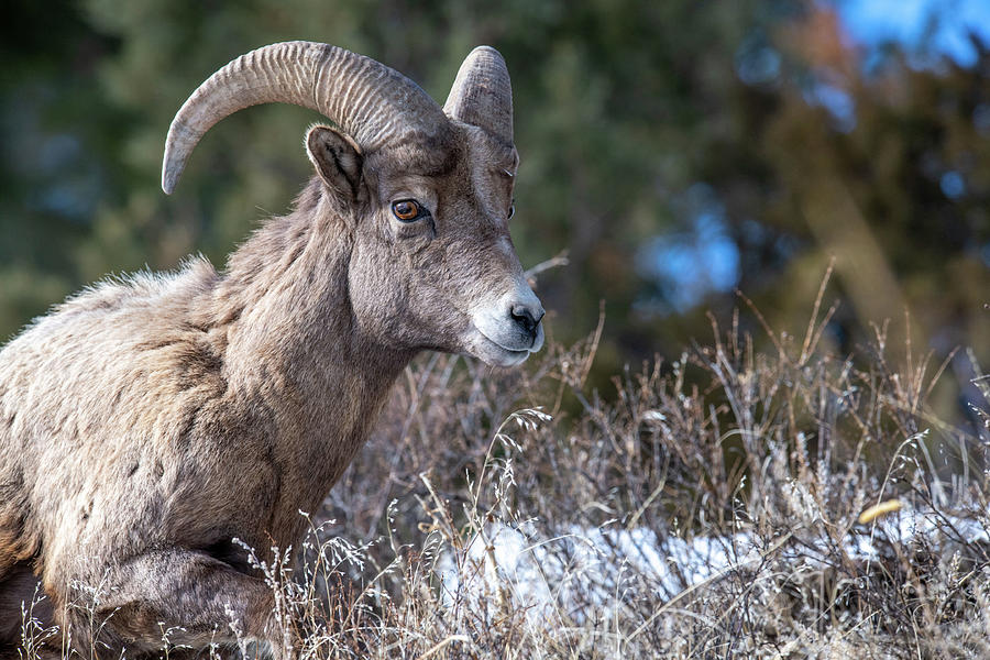 Young Ram Photograph by Lea Frye - Fine Art America