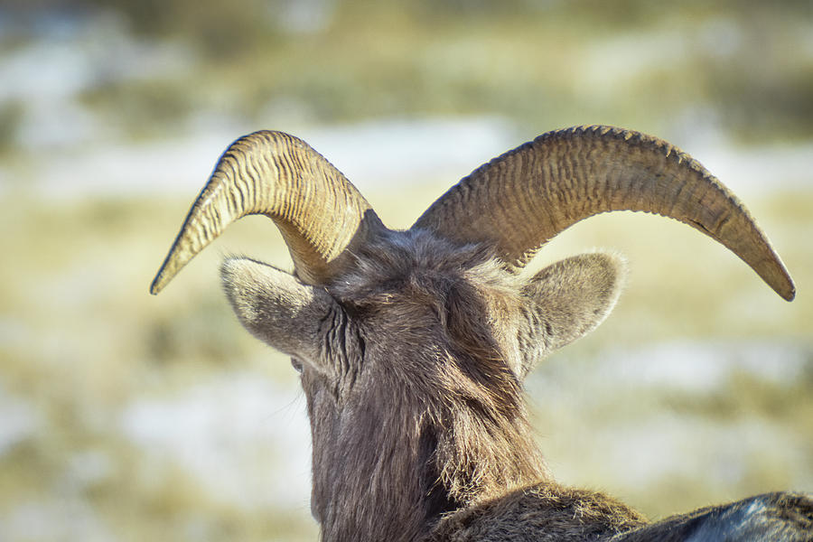 Young Ram on Watch Photograph by Ed Stokes