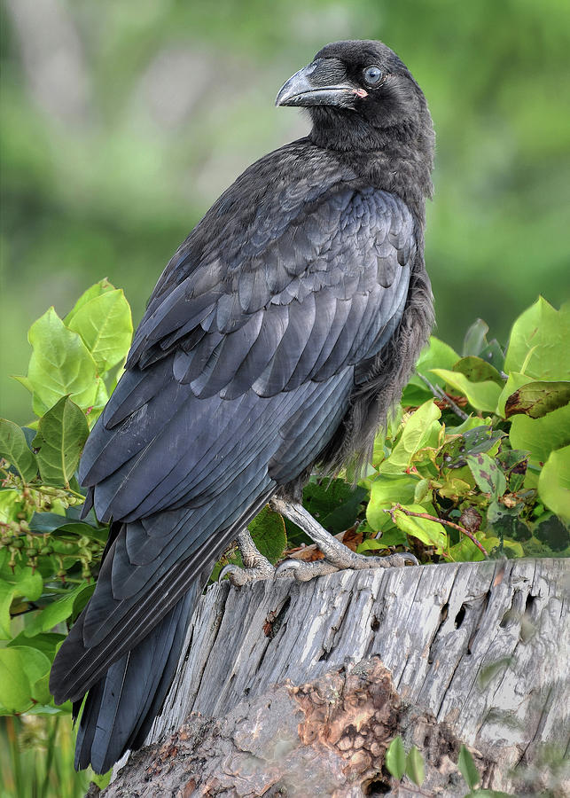 Young Raven Photograph by Carl Olsen