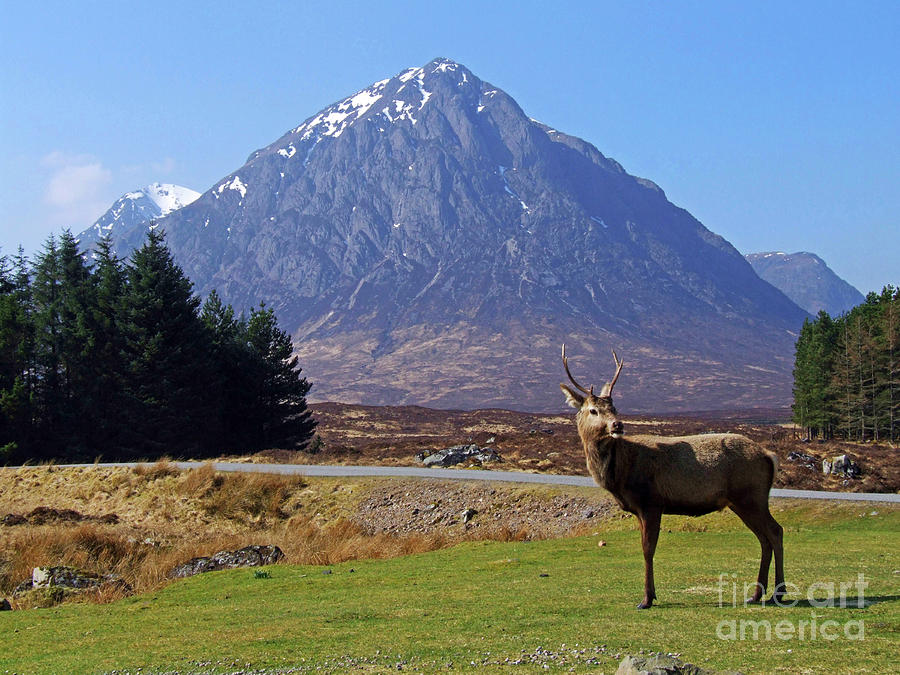 A young Red Deer Stag in Glencoe  Photograph by Phil Banks