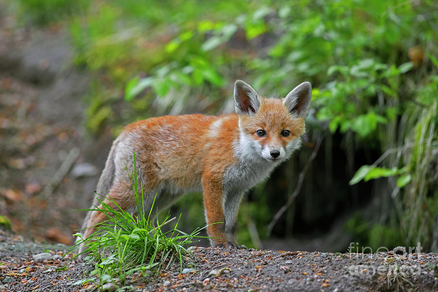 Young Red Fox near Den Photograph by Arterra Picture Library