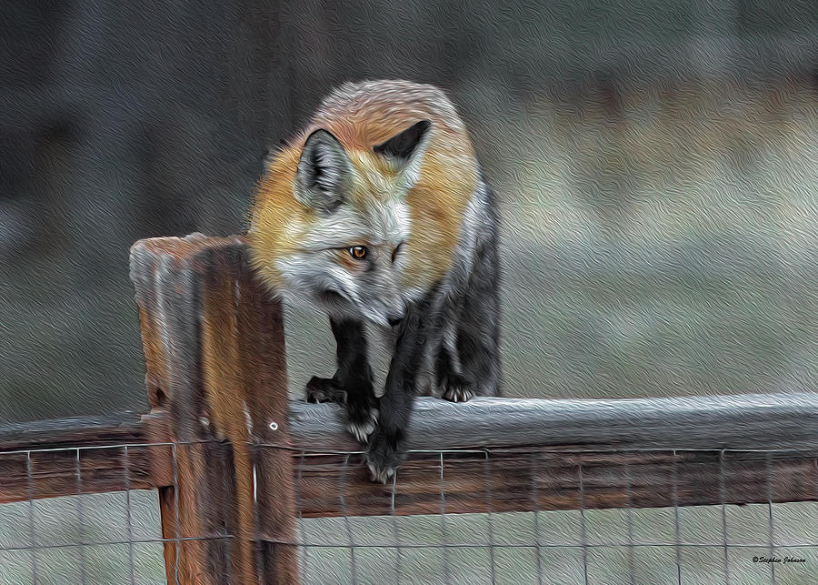 Young Red Fox on Fence Stylized Photograph by Stephen Johnson