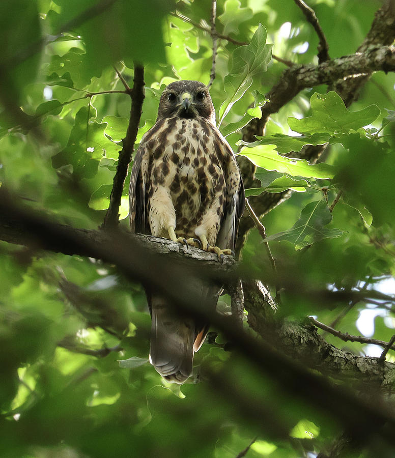 Young Red-shouldered Hawk inthe Woods Photograph by Deborah J Humphries