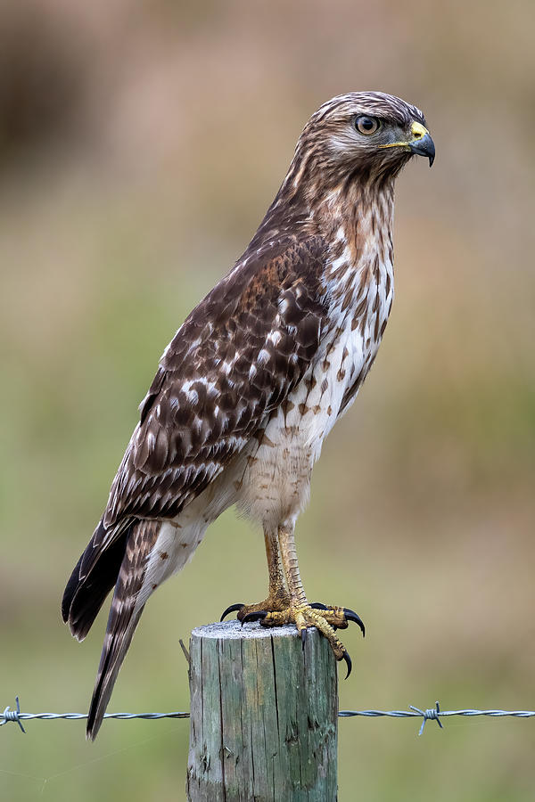 Young Red-shouldered Hawk on a postP Photograph by Bradford Martin