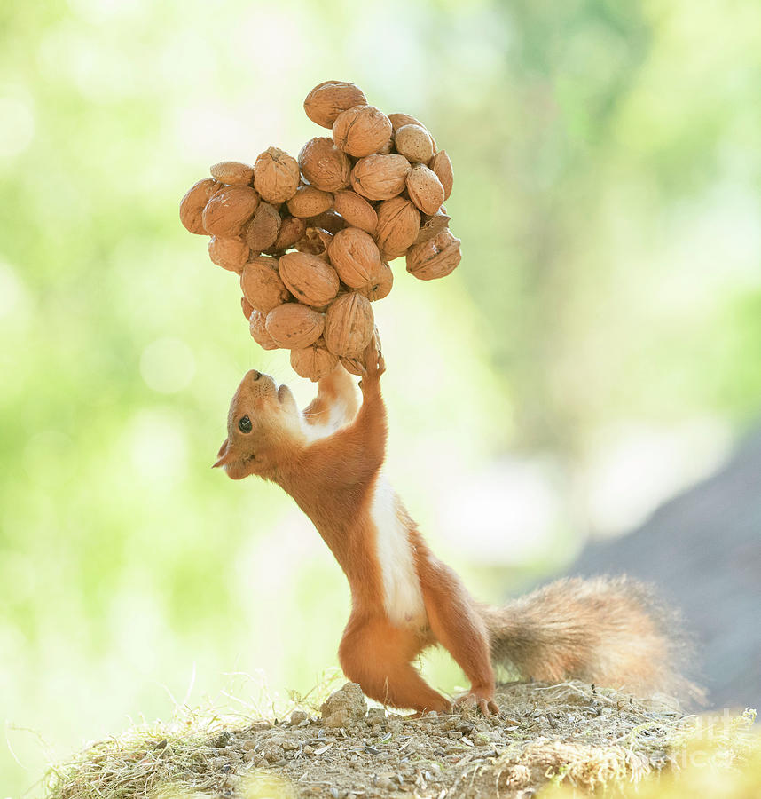 Young Red Squirrel Lifting An Bunch Of Walnuts Photograph by Geert Weggen | Fine Art America