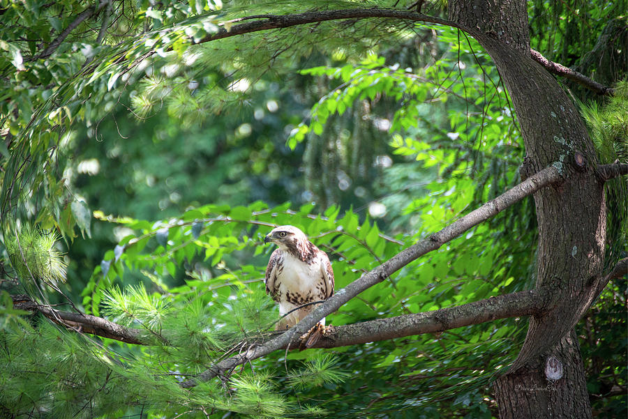 Young Red Tail Hawk Photograph by Diane Lindon Coy