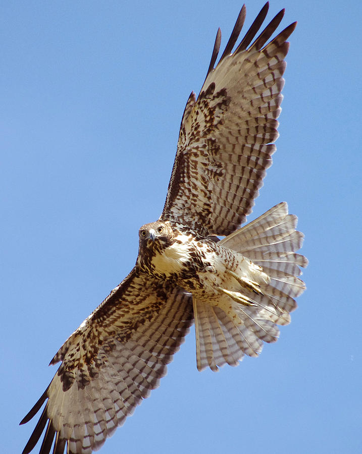 Young Red-tailed hawk Photograph by Allan Erickson - Pixels