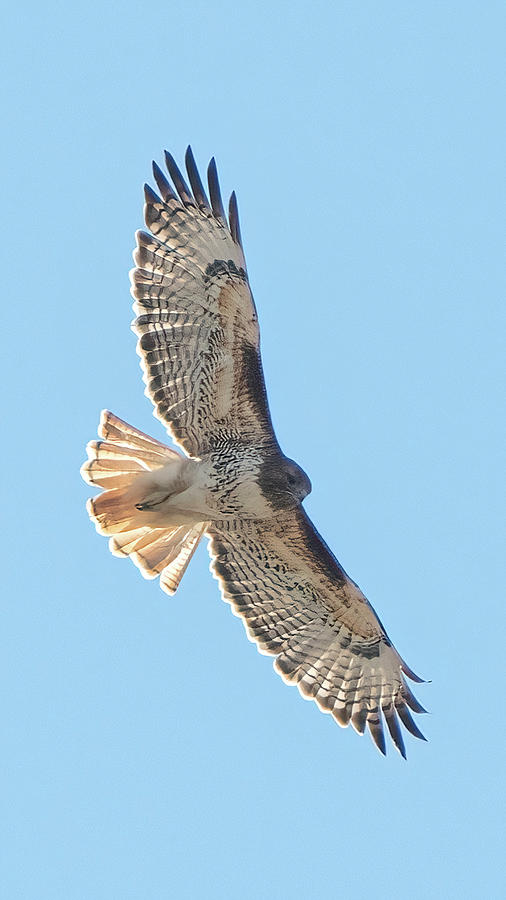 Young Red Tailed Hawk Photograph by Angie Mossburg - Fine Art America