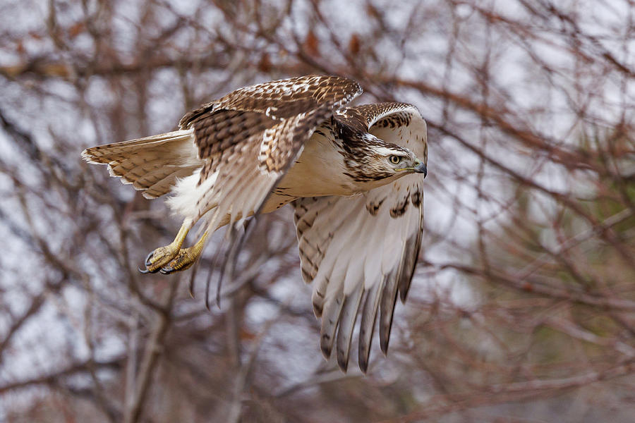 Young Red Tailed Hawk Focused On Flight Photograph
