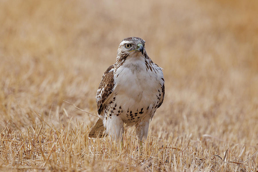 Young Red Tailed Hawk In The Grass Photograph