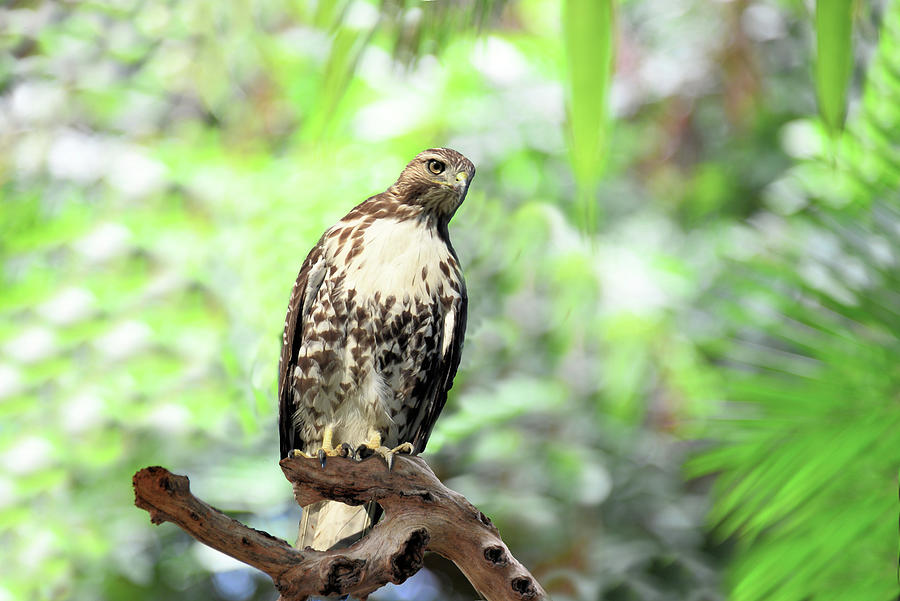 Young Red Tailed Hawk Photograph