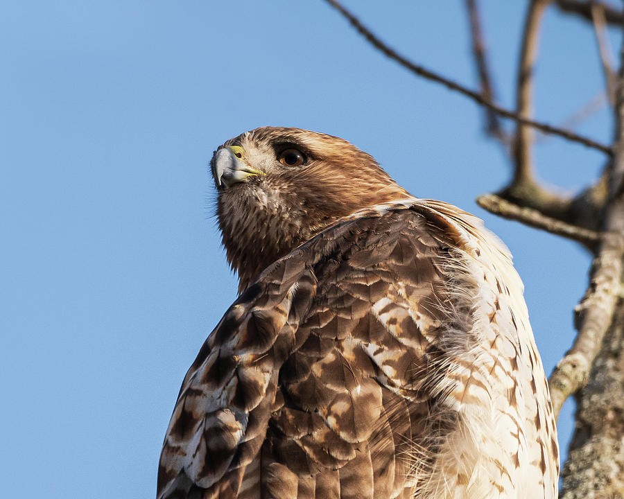 Wehr Nature Center Digital Art - Young Red-Tailed Hawk by Paulette Marzahl