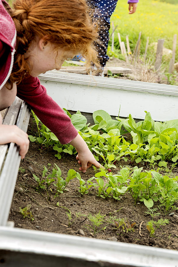 Young redhead girl showing a growing radish in home garden. Photograph by Martinedoucet