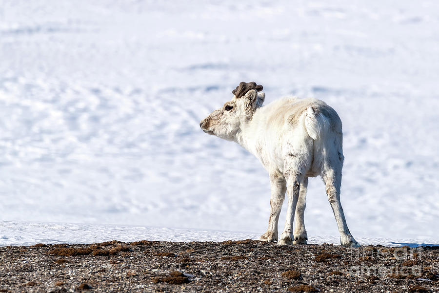 Young reindeer stands in the snowy landscape of Svalbard Photograph by Jane Rix