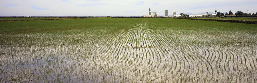 Young rice in flooded field; farm buildings beyond Photograph by Timothy Hearsum