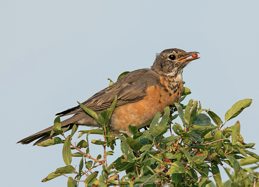 Young Robin Eating Berries Photograph by Loree Johnson