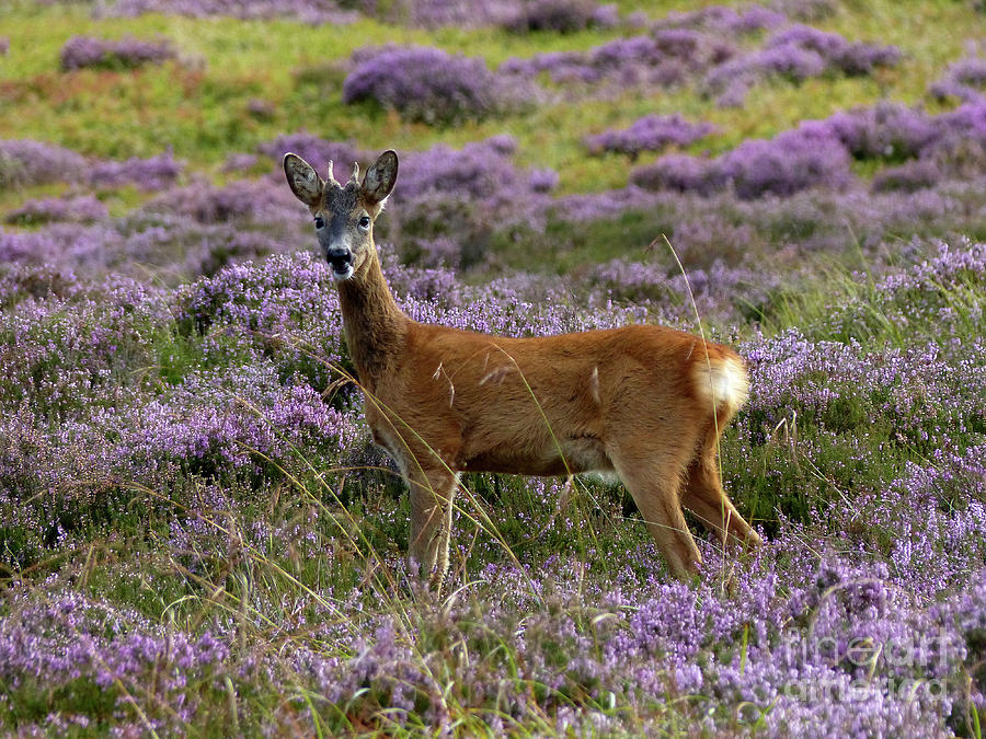 Young roe buck in heather Photograph by Phil Banks