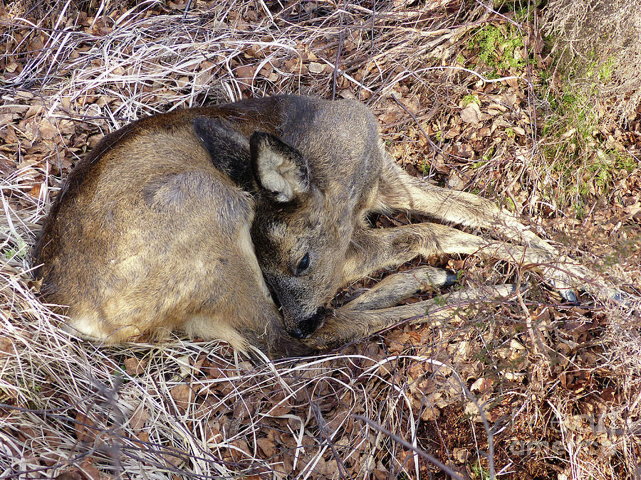 Young roe deer - winter sleep Photograph by Phil Banks