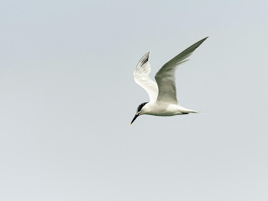 Young sandwich tern in flight cloudy sky Photograph by Stefan Rotter ...