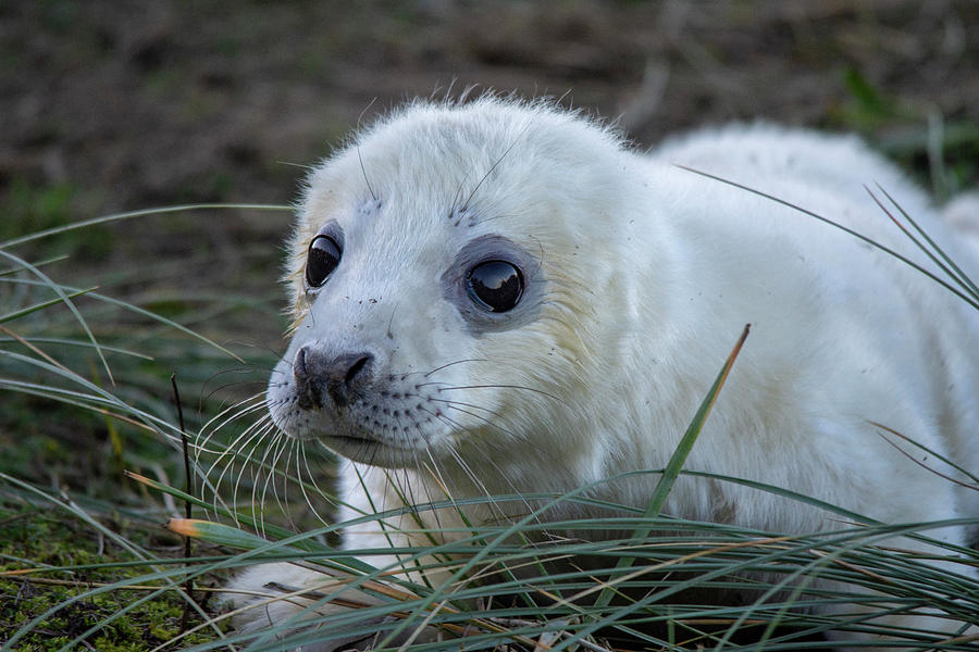 Young Seal Pup  Photograph by Gareth Parkes