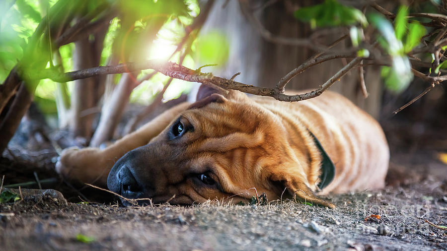 Young Shar-pei dog rests in the shade on a hot, sunny day. This  Photograph by Jane Rix