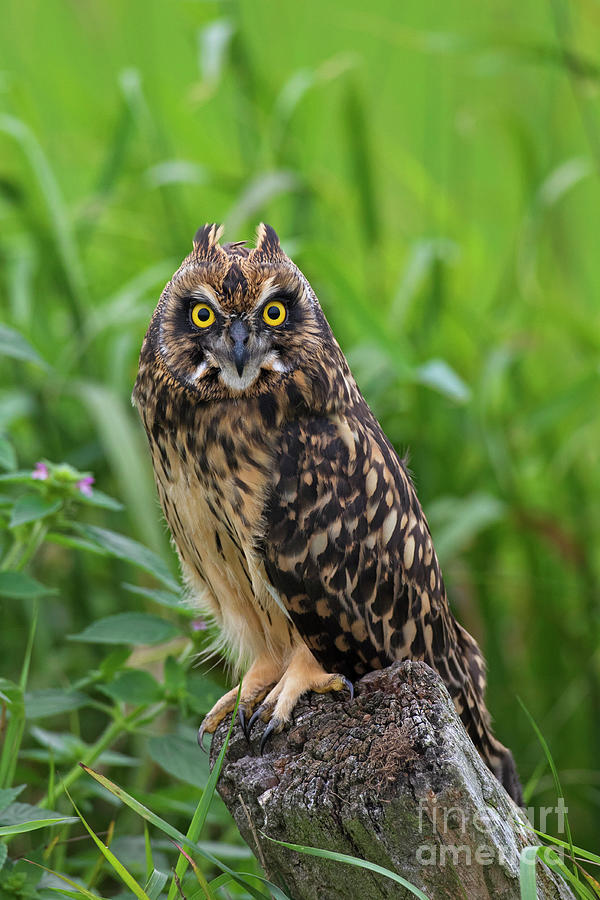 Young Short-Eared Owl Photograph by Arterra Picture Library