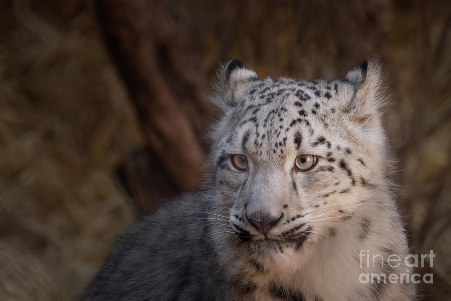 Young Snow Leopard Photograph by Ruth Jolly