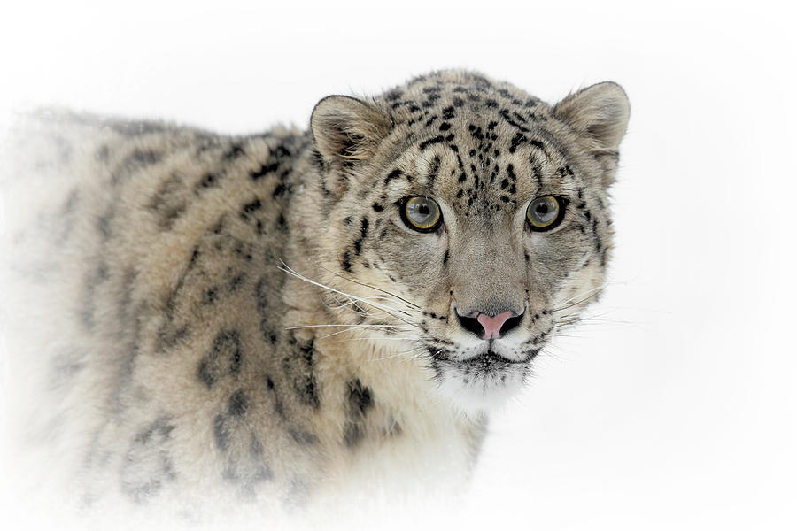 Young Snow Leopard Photograph