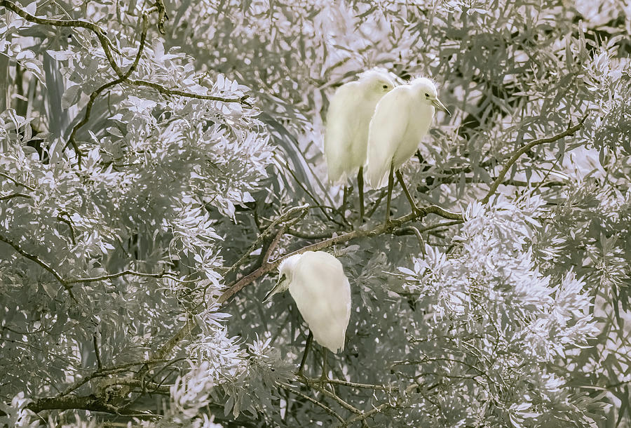 Young snowy Egrets in the Trees Photograph by Gordon Ripley