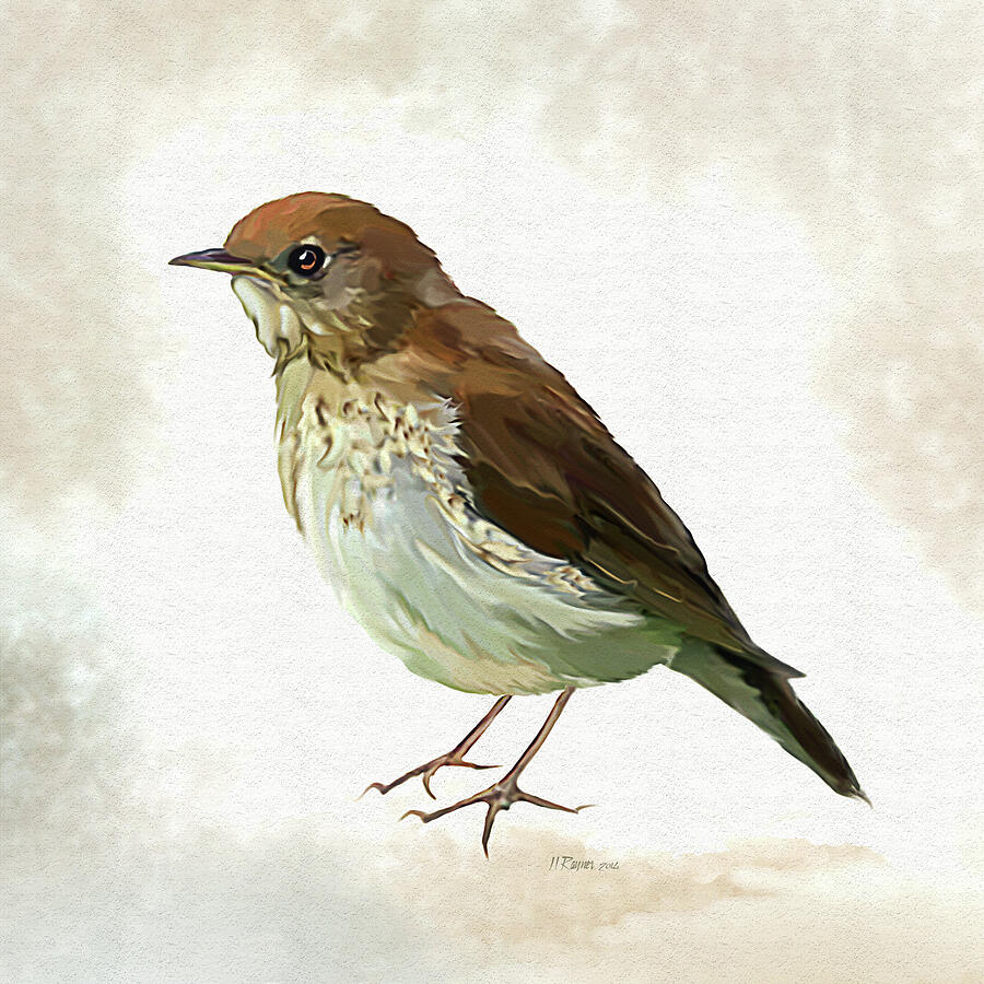Young Song Thrush in snow Digital Art by Bamalam Art Young Song Thrush in snow Digital Art by Bamalam Art