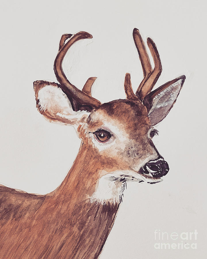 Young Stag Painting by Maxie Absell