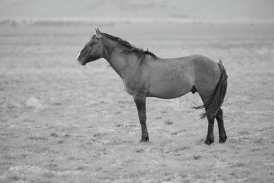 Young Stallion Cooper Photograph by Fon Denton