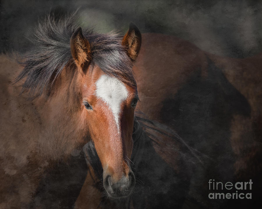 Young Stallion Photograph by Lisa Manifold
