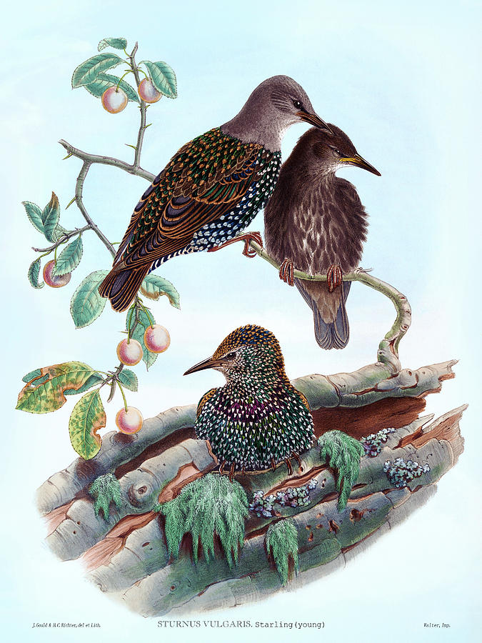 Young Starling, Sturnus Vulgaris Antique Bird Print By Hc Richter, Birds Of Great Britain Painting