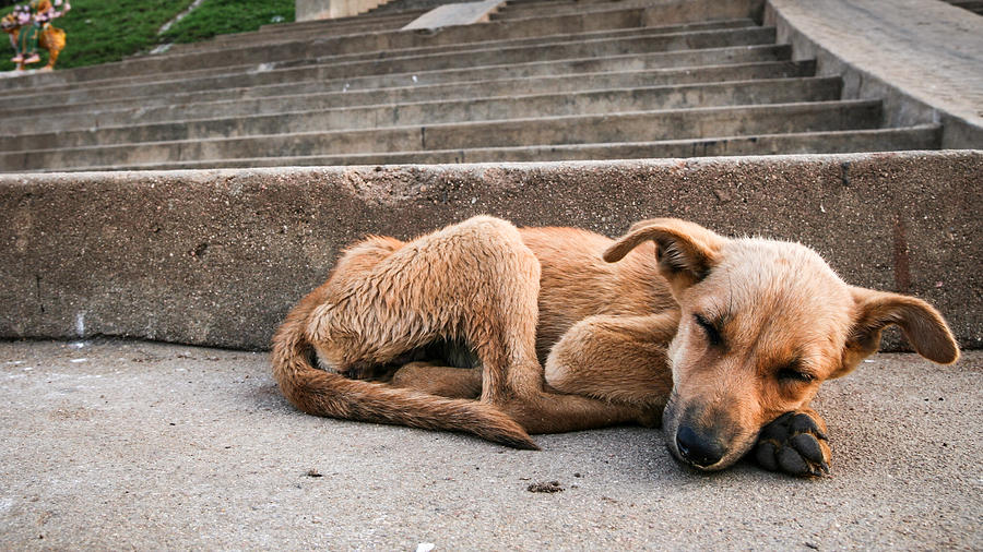 Young stray dog sleeping Photograph by Juhku