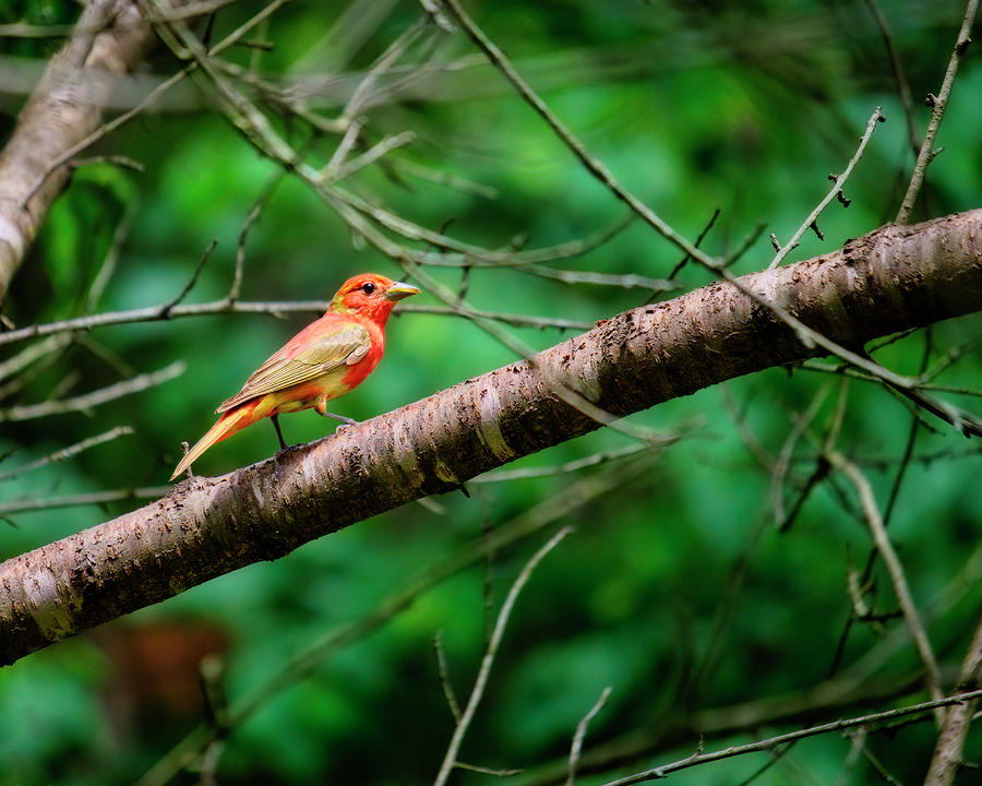 Young Summer Tanager Photograph